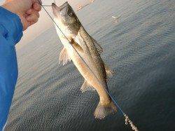 【絶好の釣り日和】南芦屋浜リアルタイム