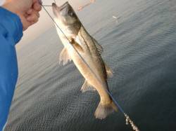 【絶好の釣り日和】南芦屋浜リアルタイム