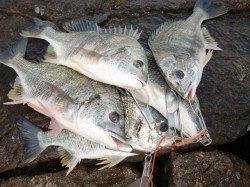 本日（５日）の『芦屋年金クラブ』