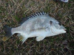 【キビレにチヌ】むこがわRT(5日)