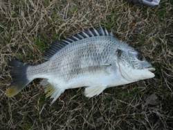 【キビレにチヌ】むこがわＲＴ（５日）