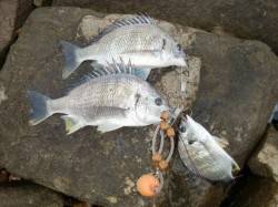 今日（６日）の『芦屋年金クラブ』