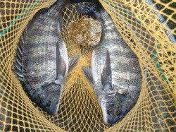 【熱いぞ】 芦屋のチヌ情報