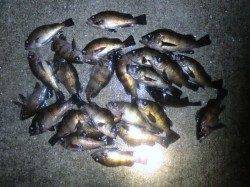 神戸空港のメバル！２５匹の爆釣！！