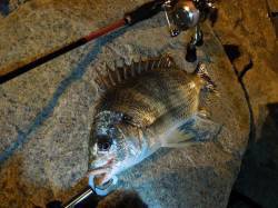 【浜寺運河】チヌ調査