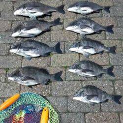 ついにチヌ二桁釣果でました！南芦屋浜