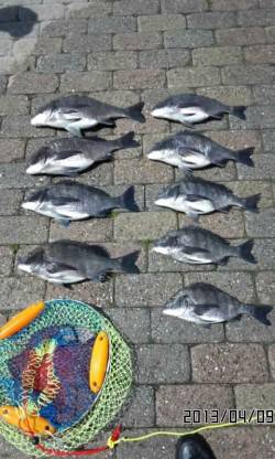 ついにチヌ二桁釣果でました！南芦屋浜