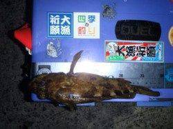 淡路島の夜のエサ釣り！