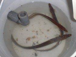 夜の兵突とサビキ釣り！