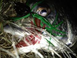 神戸港周辺 チヌ＆キビレゲームが楽しい♪