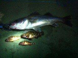 田ノ浦にてハネ・メバル・ガシラ、全員集合！