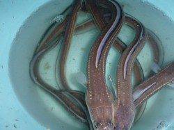 夜の兵突アナゴ釣り!