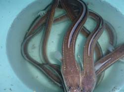 夜の兵突アナゴ釣り！