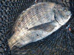 【水道・大盛況】南芦屋浜リアルタイム