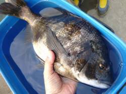 14日兵庫突堤　朝