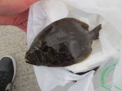 お昼の田ノ浦は【ソゲ】も出ました！１４日Ｒ…