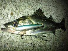 神崎川でシーバス♪ 