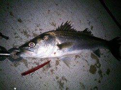 【泉大津シーバス】バチパターン本格化か