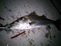 【泉大津シーバス】バチパターン本格化か