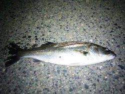 【神戸港湾奥】バチパターンで釣れています♪