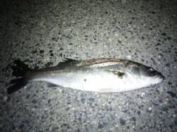 【神戸港湾奥】バチパターンで釣れています♪…