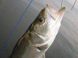 【西風】南芦屋浜リアルタイム