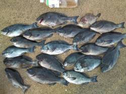  串本、出雲のグレ！爆釣！！！