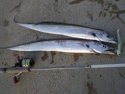 和歌山市内タチウオ情報!!