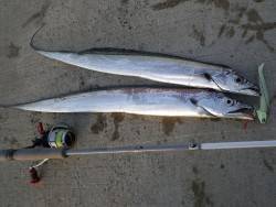 和歌山市内タチウオ情報!!