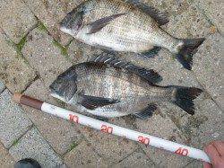 【まだまだイケル!?】芦屋のチヌ情報