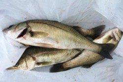 泉佐野食コンリアルタイム