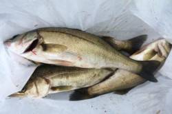  泉佐野食コンリアルタイム