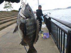 神戸空港ＲＴ、チヌ来た～