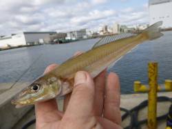 兵突ＲＴ、色々釣れだしましたよ