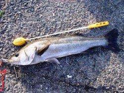 風の中でもスズキ♪泉大津ＲＴ！夕方