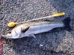  風の中でもスズキ♪泉大津ＲＴ！夕方