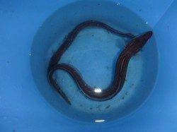 夜の兵突のアナゴ！