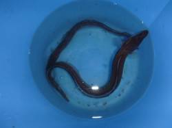 夜の兵突のアナゴ！ 