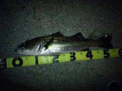 神戸湾奥バチ抜けシーバス好調！！