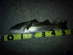 神戸湾奥バチ抜けシーバス好調！！ 