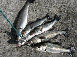 【エビ撒き急上昇】ケーソンRT（２８日）