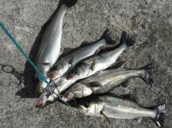 【エビ撒き急上昇】ケーソンRT（２８日）