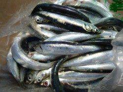 兵庫突堤にイワシの群！！