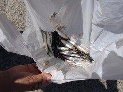 ビックニュース!!　大津周辺RTお昼