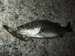 泉南シーバス＆メバル♪