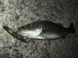 泉南シーバス＆メバル♪