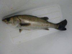 朝の北公園今日もハネだ！