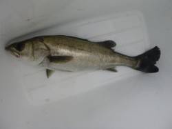 朝の北公園今日もハネだ！