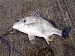 雨の中でキビレ！泉大津RT！朝  