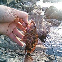 小杭・方杭漁港でガシラの釣果